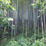 Bamboo is the most sustainable resources in the world