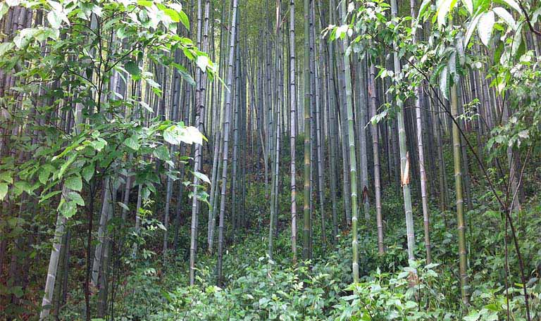 Bamboo is the most sustainable resources in the world